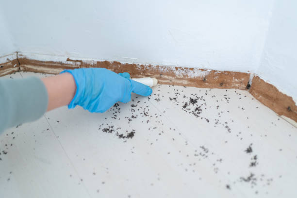 Best Local Pest Control Services  in West Perrine, FL